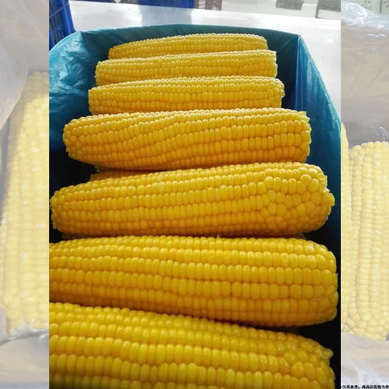 速冻 糯玉米棒 冷冻蔬菜 冻玉米 冷冻食品 冷冻玉米棒 批发商用