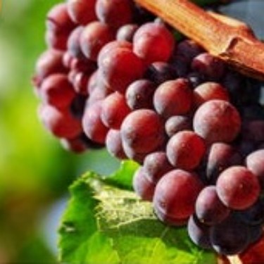 浓缩红葡萄汁 RED GRAPE JUICE CONCENTRATE