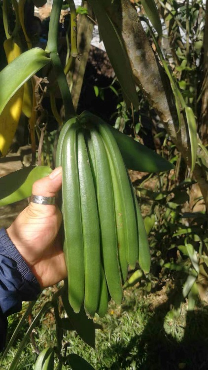大花香荚兰